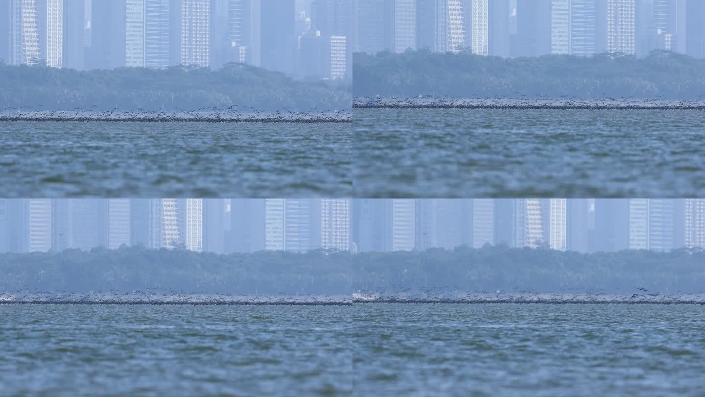 深圳湾的鸬鹚群