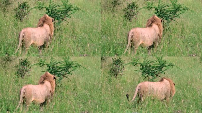 大型雄狮在荒野保护区的高高草地上行走