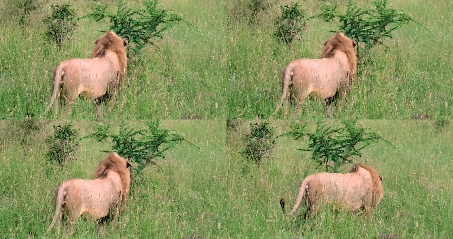 大型雄狮在荒野保护区的高高草地上行走