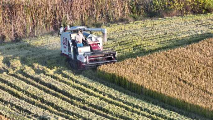 合肥拍收割稻田