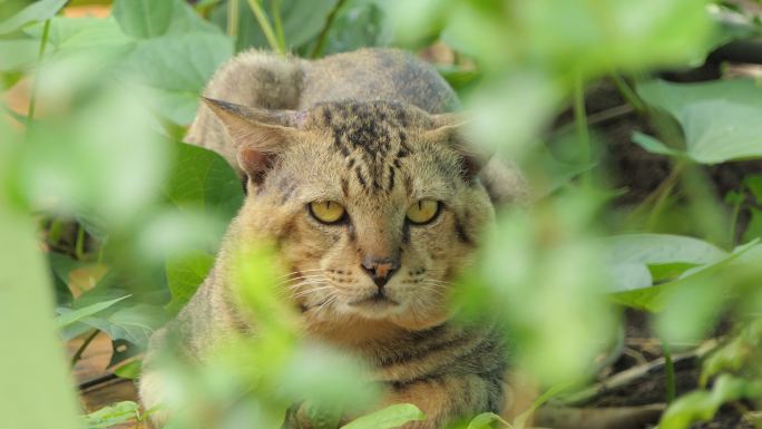 热带雨林中的野猫。