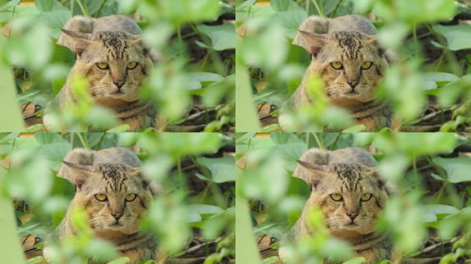 热带雨林中的野猫。