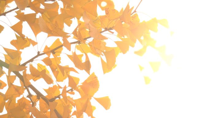秋天阳光树叶银杏叶