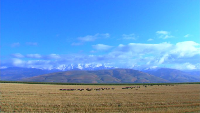 新疆伊犁牧场 天山脚下放牧 远景