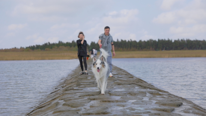 海边遛狗休闲时光