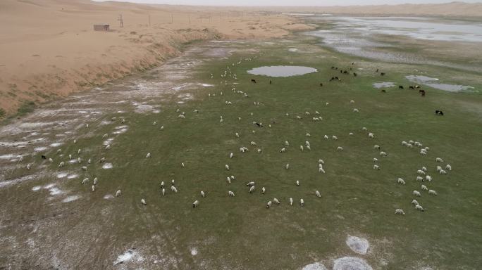 腾格里沙漠湖泊中的羊群