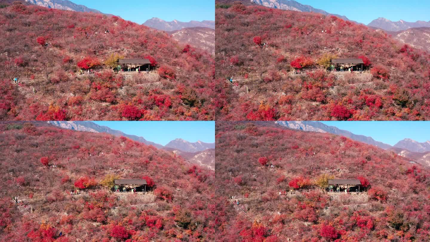 北京坡峰岭红叶秋景晴天航拍