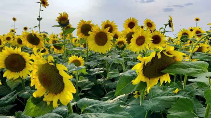 科罗拉多州西部一片农田里生长的巨型向日葵的特写运动图像和视频