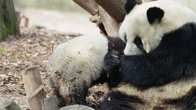 大熊猫妈妈和宝宝一起玩耍