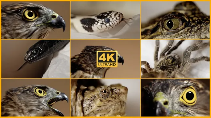 老鹰 爬宠 4k 微距 眼睛