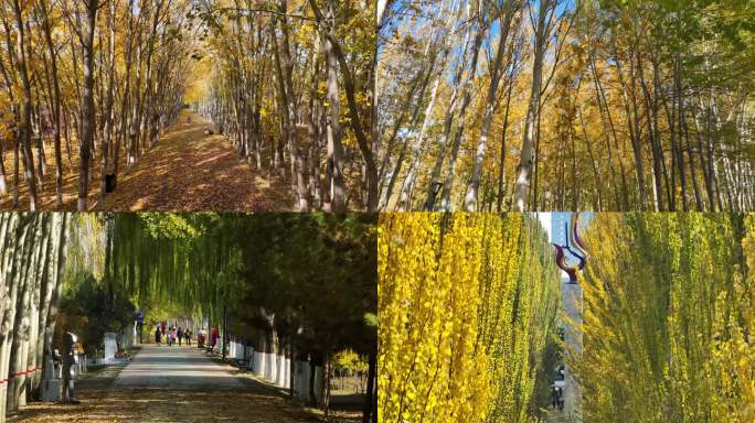 银川凤凰公园秋天风景