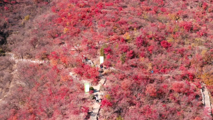 北京坡峰岭红叶秋景绝美航拍