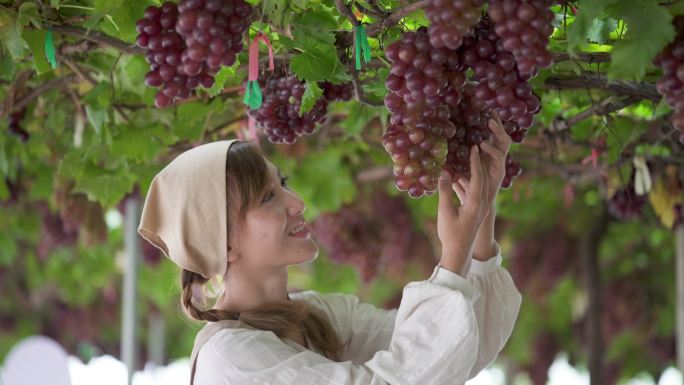 年轻漂亮的女人参观葡萄园，站在葡萄藤下，微笑着抚摸着红色的葡萄束。
