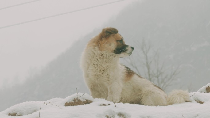 雪地里的狗孤独单身狗