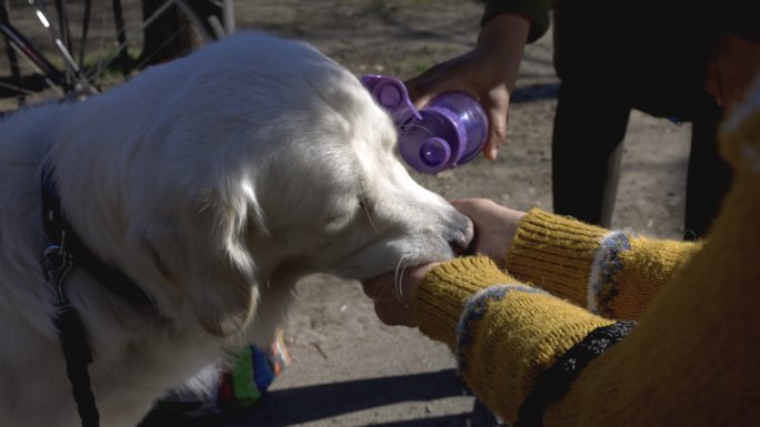 口渴的白色拉布拉多猎犬从主人手中喝水