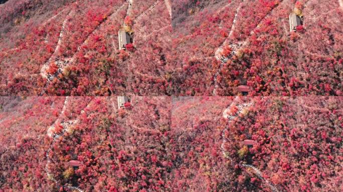 北京房山坡峰岭红叶秋景航拍