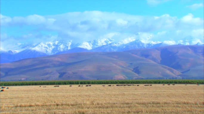 新疆伊犁牧场 天山脚下放牧