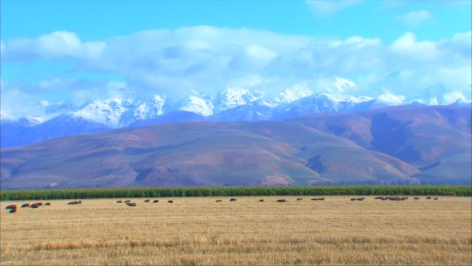 新疆伊犁牧场 天山脚下放牧 中景
