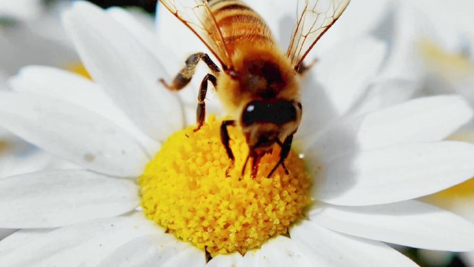 蜜蜂 采蜜 特写蜜蜂 荷兰花海 花
