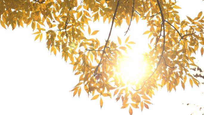 阳光穿透金黄色的树叶