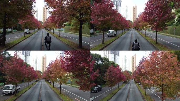 秋天，人们骑自行车在绿树成荫的街道上上班