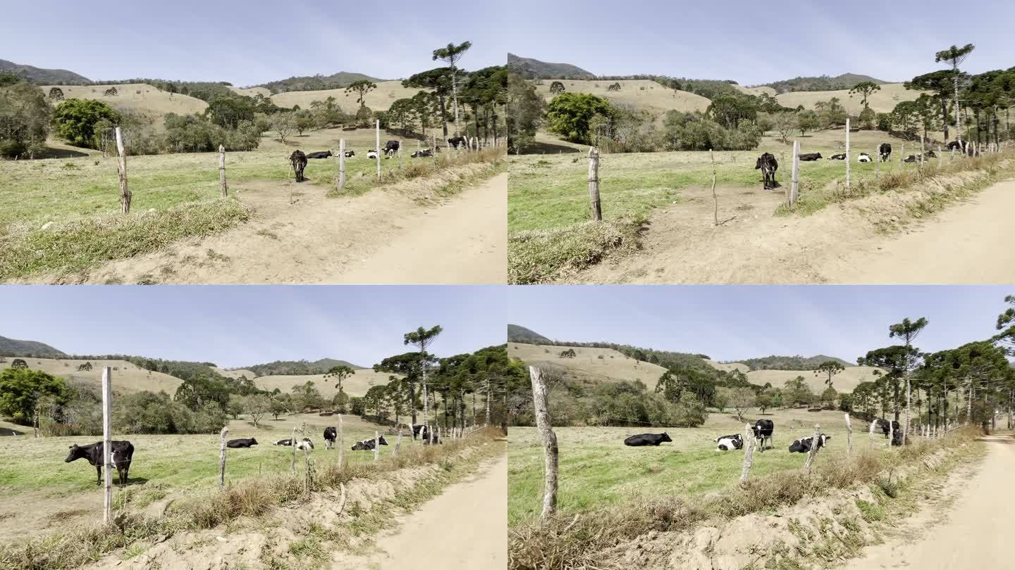 在泥泞道路上行驶时看到的奶牛和山坡