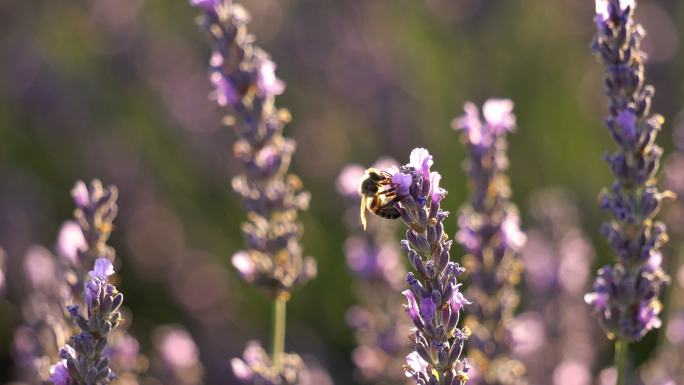 蜜蜂在薰衣草花周围飞来飞去收集花粉