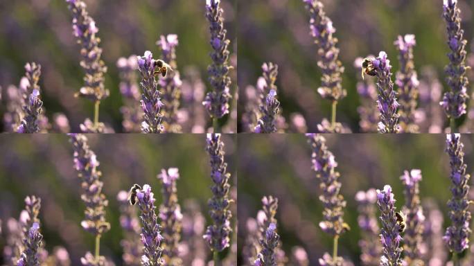 蜜蜂在薰衣草花周围飞来飞去收集花粉