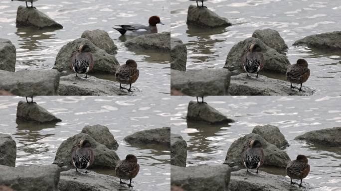深圳湾的绿眉鸭