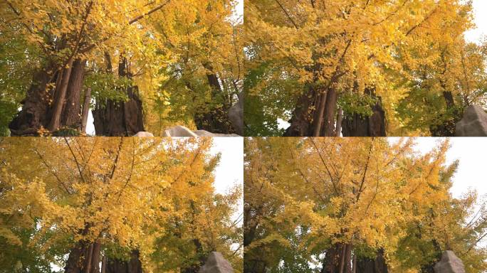 秋天大树银杏树