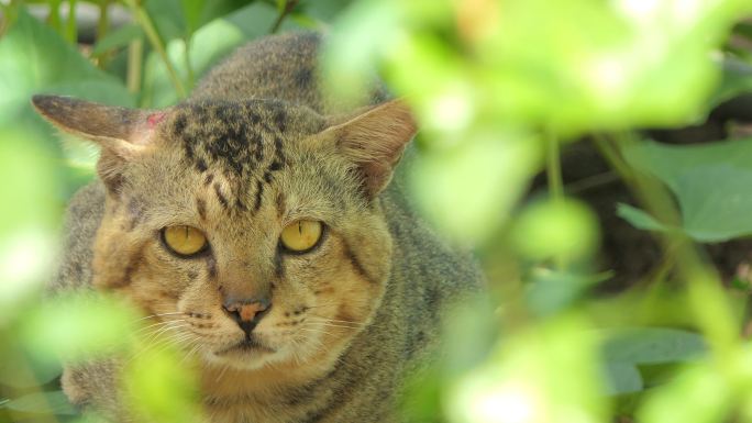 热带雨林中的野猫。