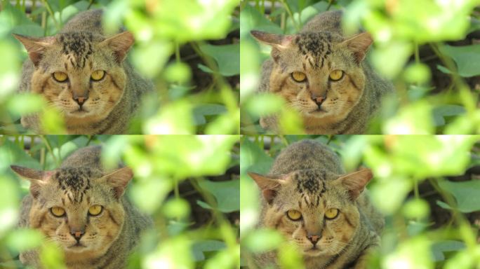 热带雨林中的野猫。