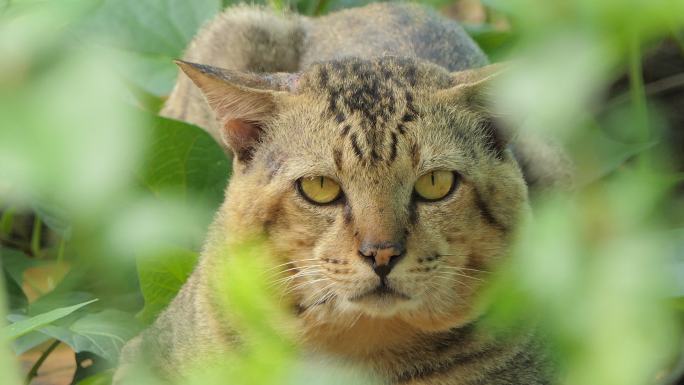 热带雨林中的野猫。