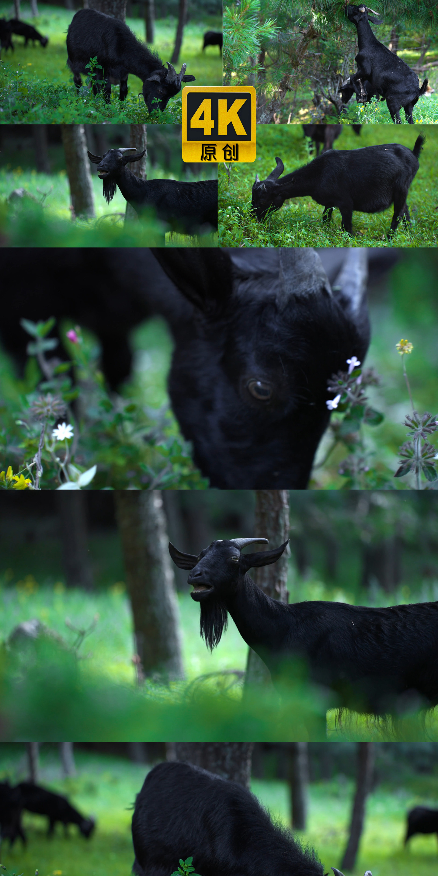黑山羊吃草