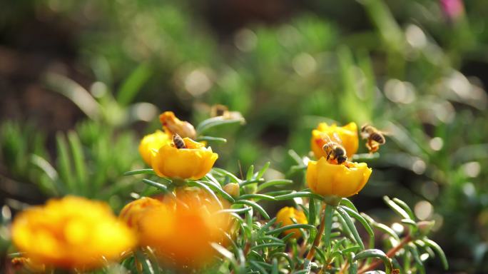 蜜蜂和花朵的特写采蜜蜜蜂群生物多样性