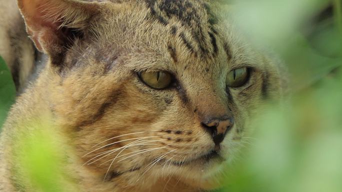 热带雨林中的野猫。