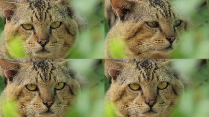 热带雨林中的野猫。