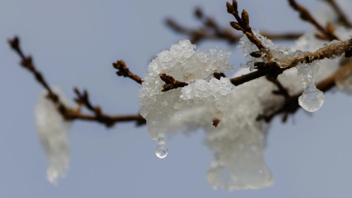 北方春雪