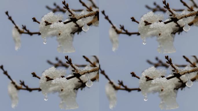 北方春雪