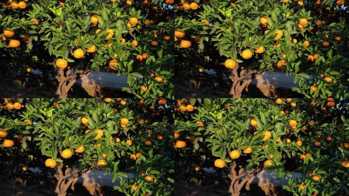 浙江黄岩柑橘博览园航拍视频