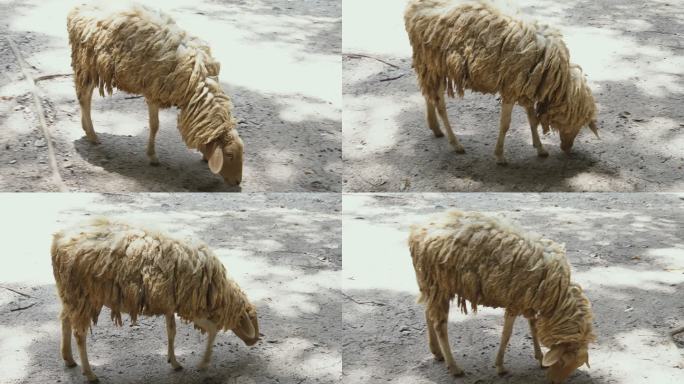 农场里的羊一只羊圈养毛羊绵阳小羊