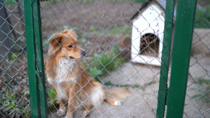 狗透过笼子看动物收容所