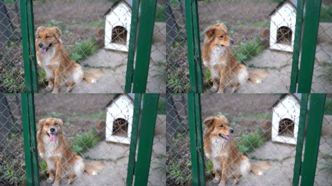 狗透过笼子看动物收容所