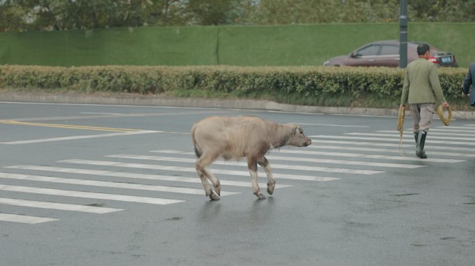 水牛过马路