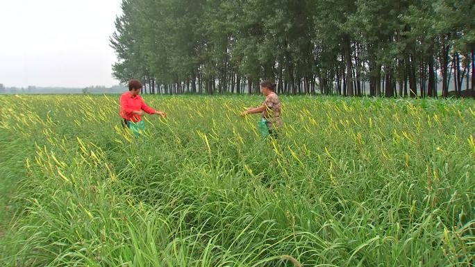 黄花菜采摘