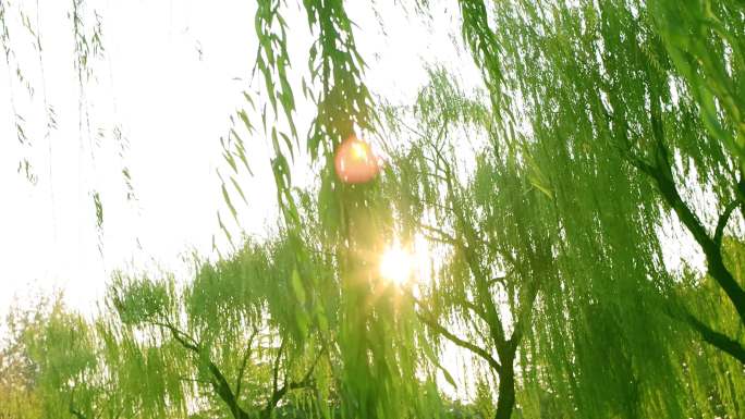 阳光下随风摆动的柳树枝