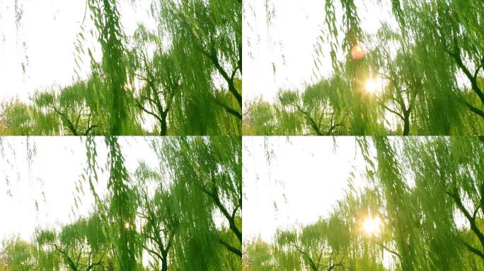 阳光下随风摆动的柳树枝
