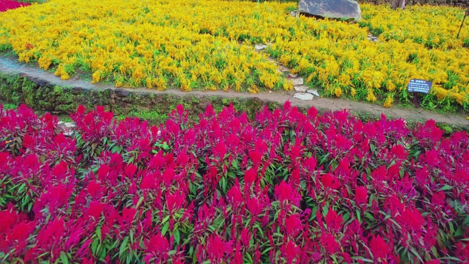 南宁青秀山公园花卉 鲜花盛开