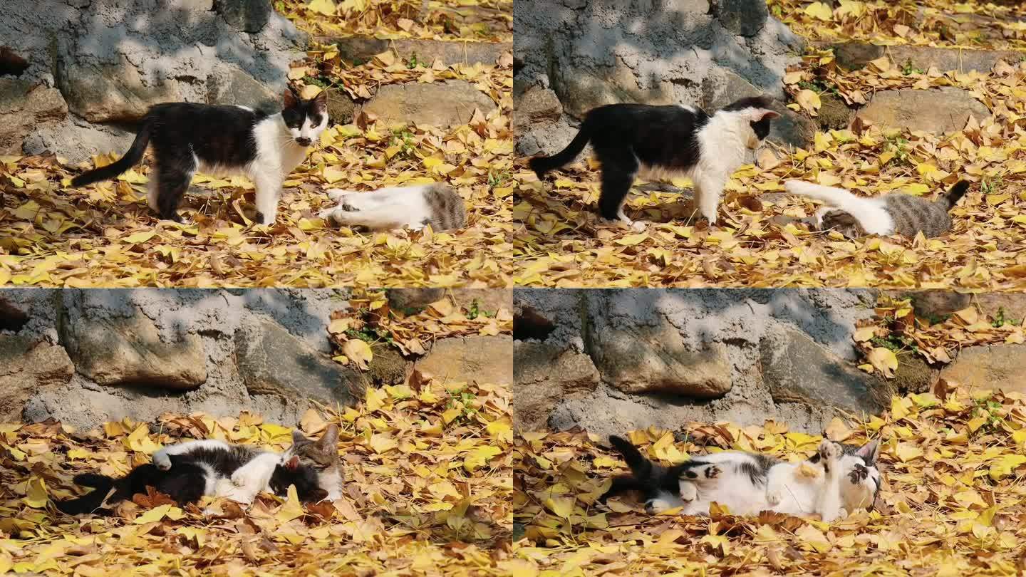 两只小猫嬉戏玩耍
