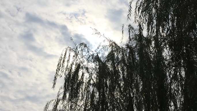 随风摆动的柳树逆光拍摄